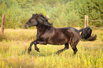 galoppierender Welsh Cob