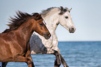 Welsh Cob und Connemara