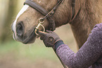 Welsh-Cob