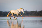 trabender Welsh Cob