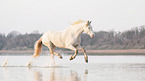 galoppierender Welsh Cob