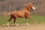 galoppiereder Welsh Cob