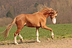 trabender Welsh Cob