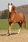 trabender Welsh Cob