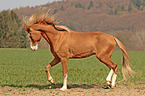 trabender Welsh Cob