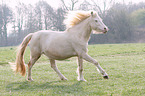 galoppierender Welsh Cob