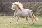 galoppierender Welsh Cob