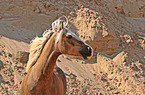 Welsh Cob Portrait