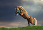 steigender Welsh-Cob