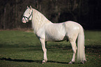 Welsh Cob Hengst