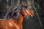 Welsh Cob Stute