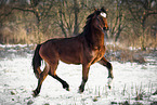 Welsh Cob Stute