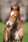 Welsh Cob Fohlen