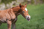 Welsh Cob Fohlen