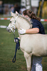 Welsh Cob