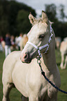 Welsh Cob