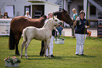 Welsh Cob