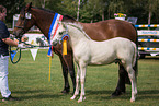 Welsh Cob