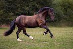 Welsh Cob