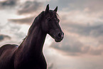 Welsh Cob