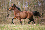 Welsh-Cob Stute