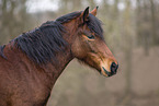 Welsh-Cob Stute