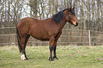 Welsh-Cob Stute