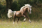 Welsh Cob