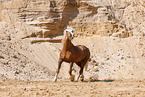 Welsh Cob