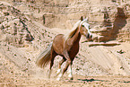 Welsh Cob