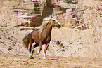 Welsh Cob