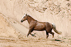 Welsh Cob