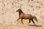 Welsh Cob