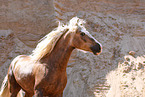 Welsh Cob