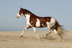 Welsh Cob