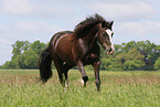 Welsh Cob