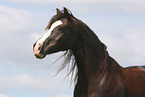 Welsh Cob