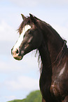 Welsh Cob