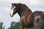 Welsh Cob