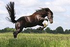 Welsh Cob