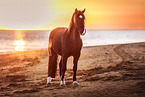 Welsh Cob