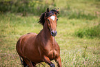 Welsh Cob Stute