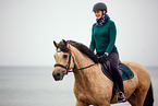 Welsh Cob