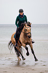 Welsh Cob