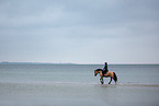 Welsh Cob