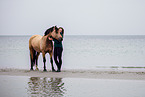 Welsh Cob