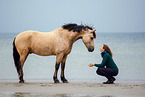 Welsh Cob