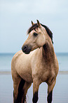 Welsh Cob