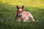 Welsh Cob Fohlen