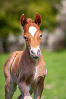 Welsh Cob Fohlen